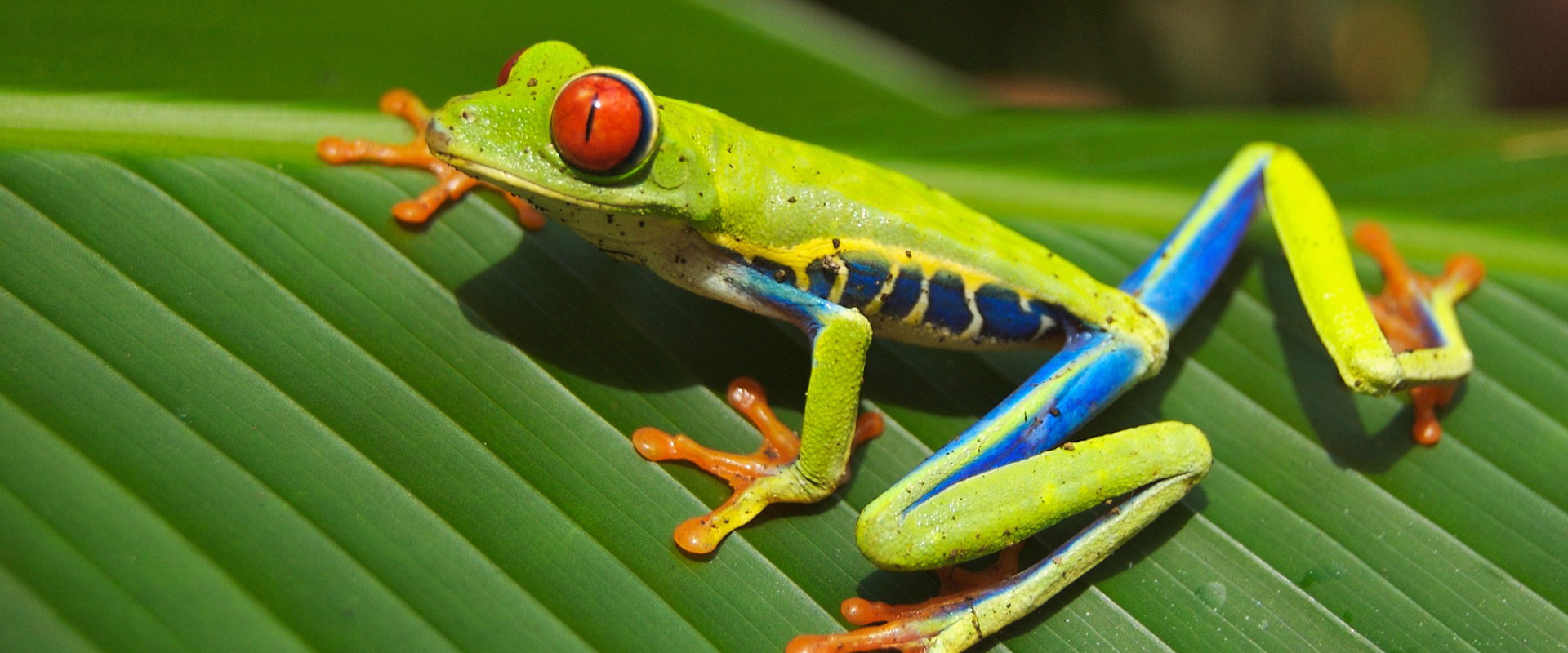 Costa Rica | Grenouille aux yeux rouges